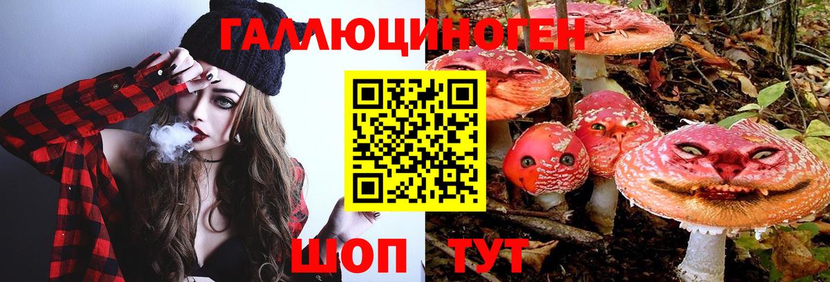 Галлюциногенные грибы Psilocybe Зима